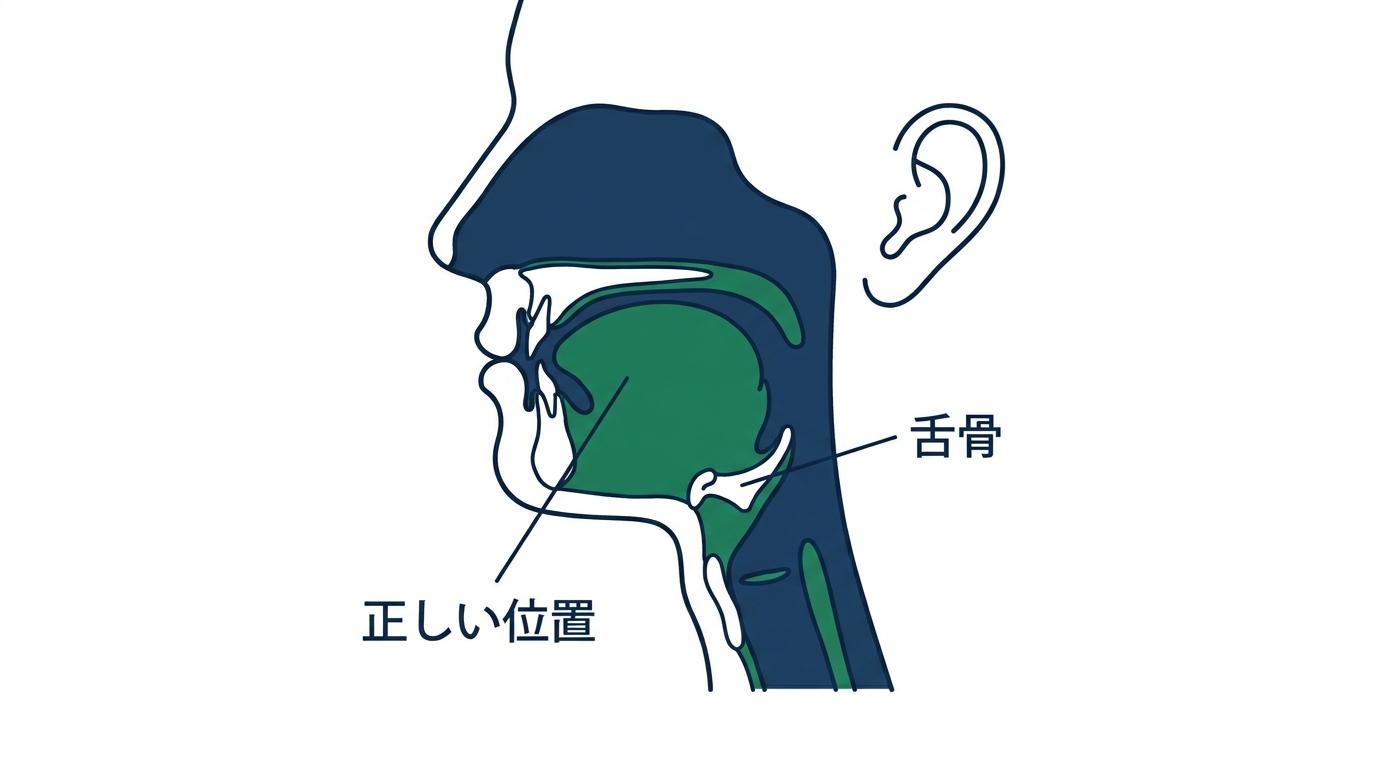 大人の矯正と嚥下:誤嚥性肺炎を防ぐ舌骨トレーニング