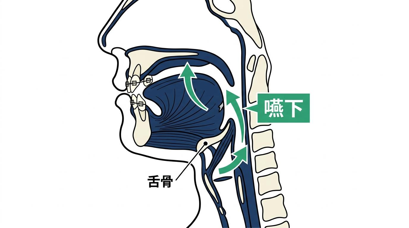 大人の矯正が嚥下（えんげ）機能に与える影響とはの図解
