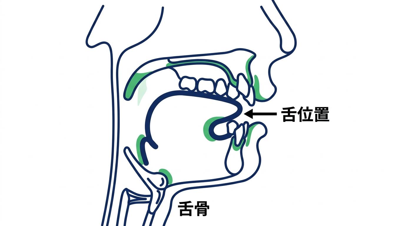 歯並びの乱れが舌の動きを制限する理由の図解