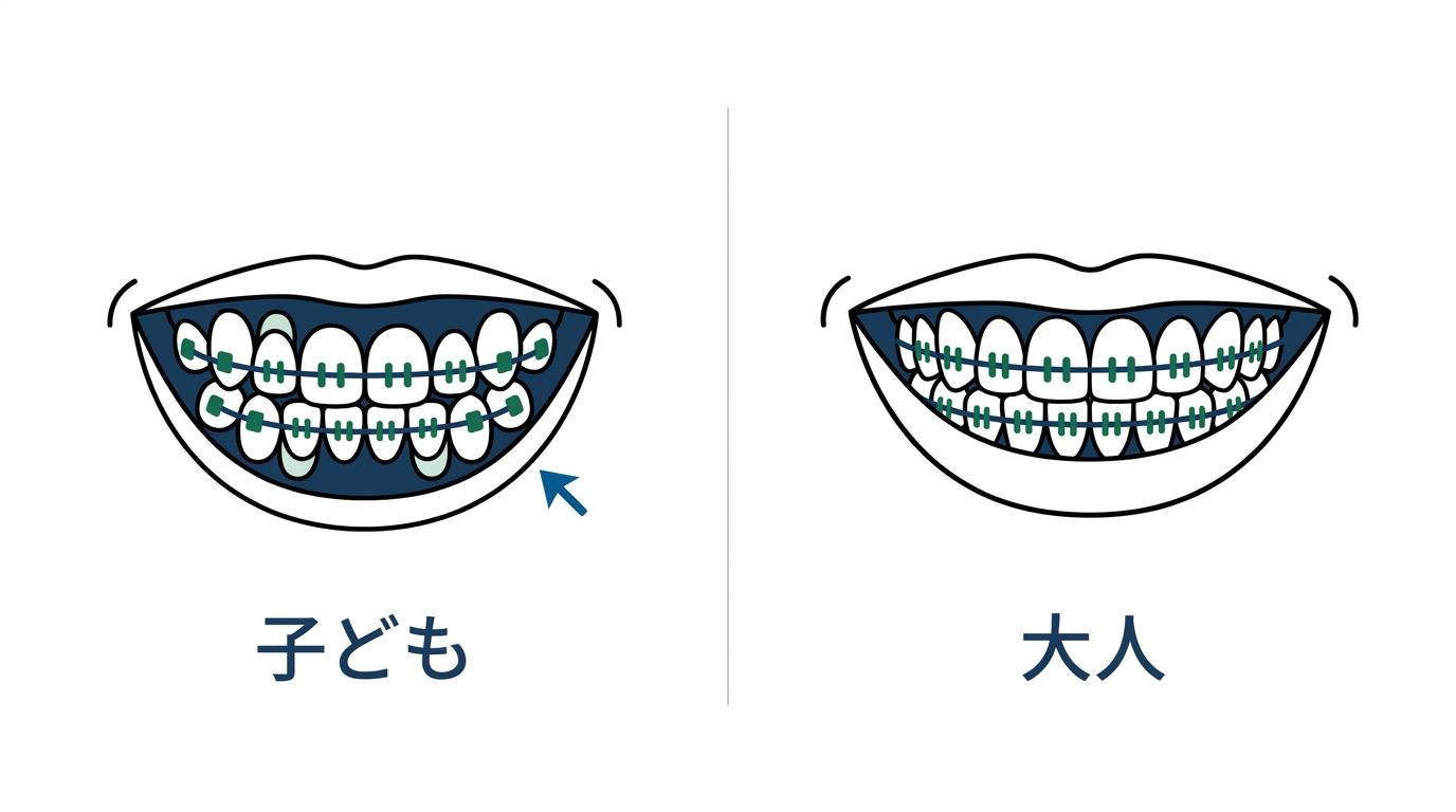 子どもの矯正と大人の矯正の違いの図解