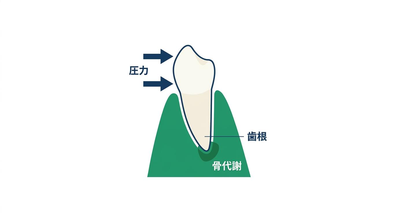 歯根吸収が起こるメカニズムの図解